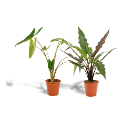 Alocasia duo: Zebrina 75 cm + Lauterbachiana 75 cm