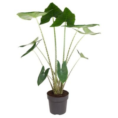 Alocasia zebrina – Zebraplant (Olifantsoor) - 130
