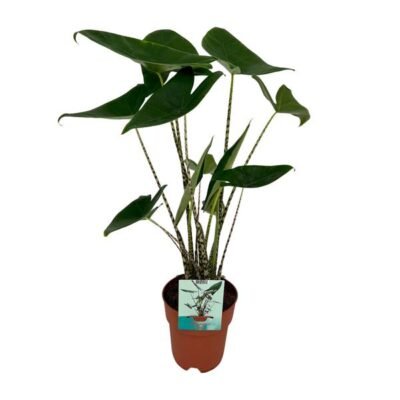 Alocasia zebrina – Zebraplant (Olifantsoor) - 75