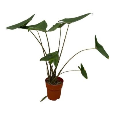 Alocasia zebrina – Zebraplant (Olifantsoor) - 80