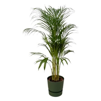 Dypsis lutescens – Goudpalm (Areca) in Elho Greenville Pot - 110 / Groen