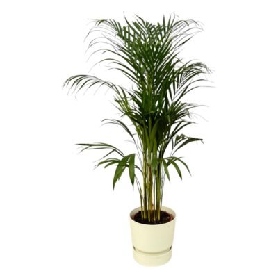 Dypsis lutescens – Goudpalm (Areca) in Elho Greenville Pot - 110 / Wit