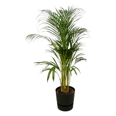 Dypsis lutescens – Goudpalm (Areca) in Elho Greenville Pot - 110 / Zwart