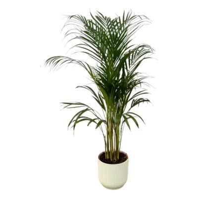 Howea forsteriana – Kentia palm in Elho Vibes Pot - 160 / Wit