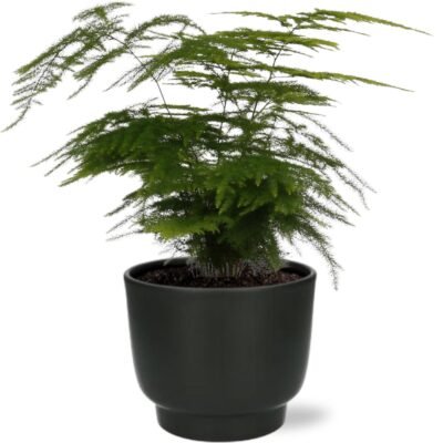 Asparagus setaceus - Sierasperge - 35 cm + Potenza pot zwart