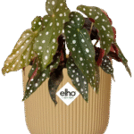 Begonia maculata – Polkadot Begonia in Elho Vibes Fold Pot