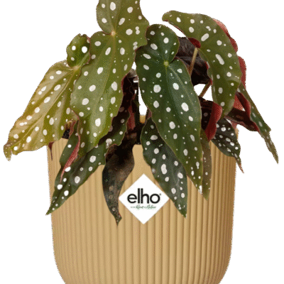 Begonia maculata – Polkadot Begonia in Elho Vibes Fold Pot