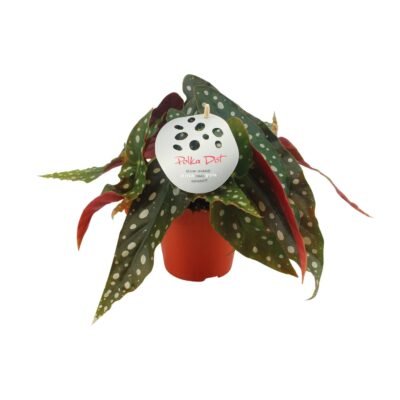 Begonia maculata – Polkadot Begonia