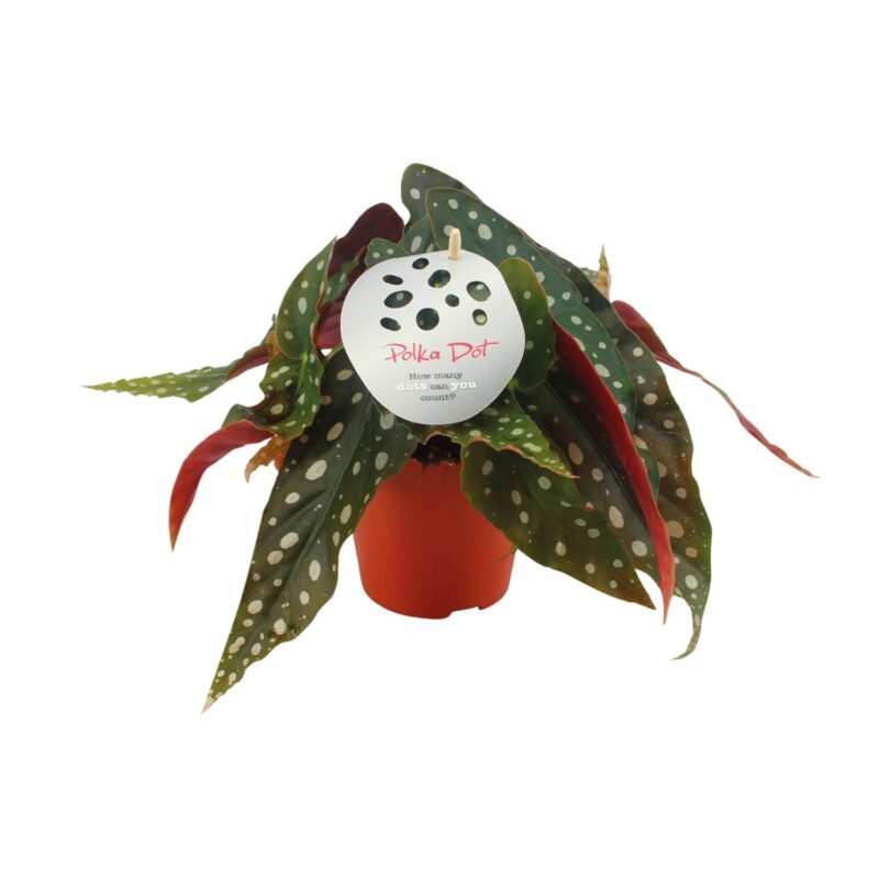 Begonia maculata – Polkadot Begonia
