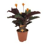 Goeppertia crocata – Eeuwige vlam