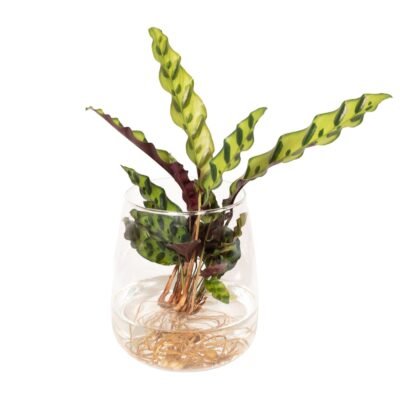 Goeppertia lancifolia – Rattlesnake plant in Kingston glas