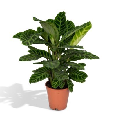 Goeppertia zebrina – Zebraplant - 80