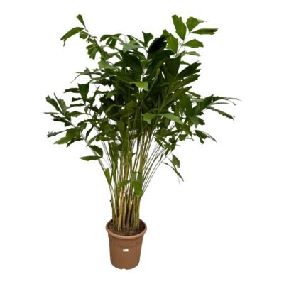 Caryota mitis – Vissenstaartpalm - 250