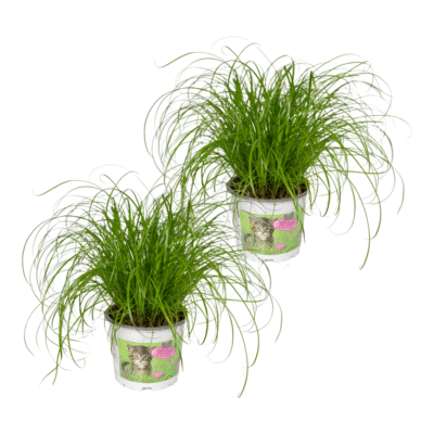 Cyperus alternifolius - Parapluplant (Kattengras) - 20 cm - 2 stuks