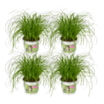 Cyperus alternifolius - Parapluplant (Kattengras) - 20 cm - 4 stuks