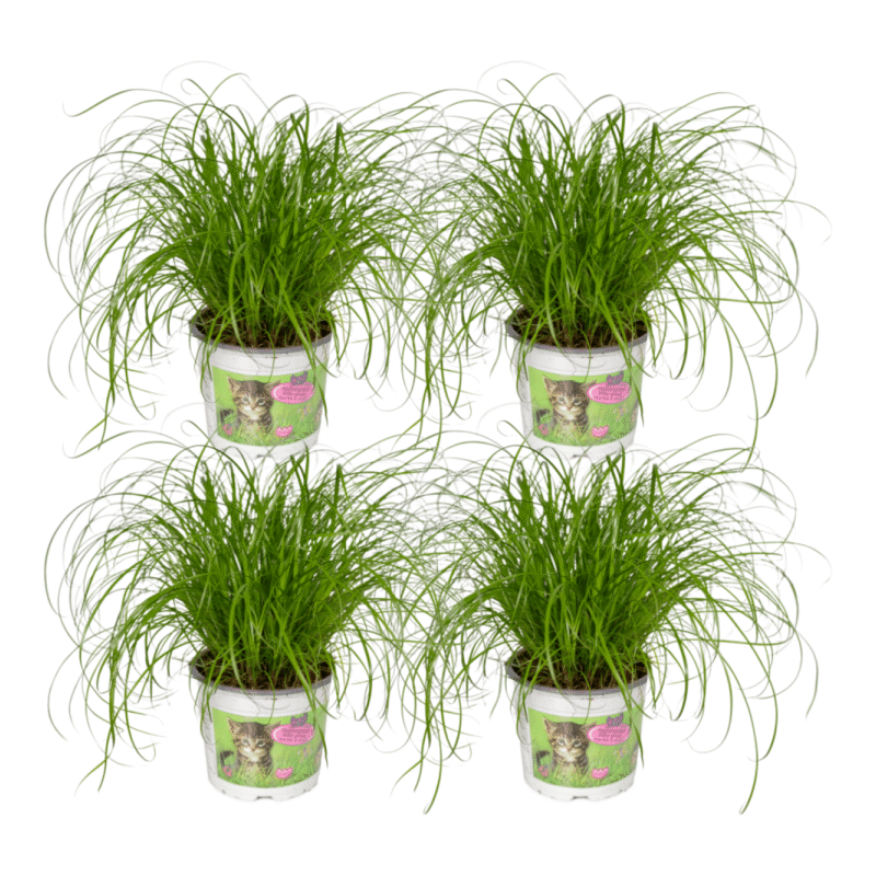 Cyperus alternifolius - Parapluplant (Kattengras) - 20 cm - 4 stuks