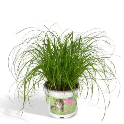 Cyperus alternifolius – Parapluplant (Kattengras) - 20
