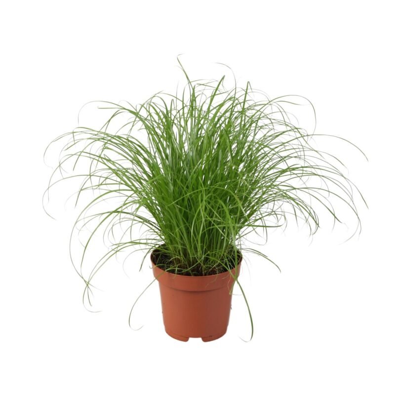 Cyperus alternifolius ‘Zumula’ – Kattengras Zumula