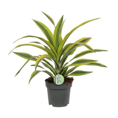 Dracaena fragrans ‘Lemon Lime’ – Drakenbloedboom Lemon Lime