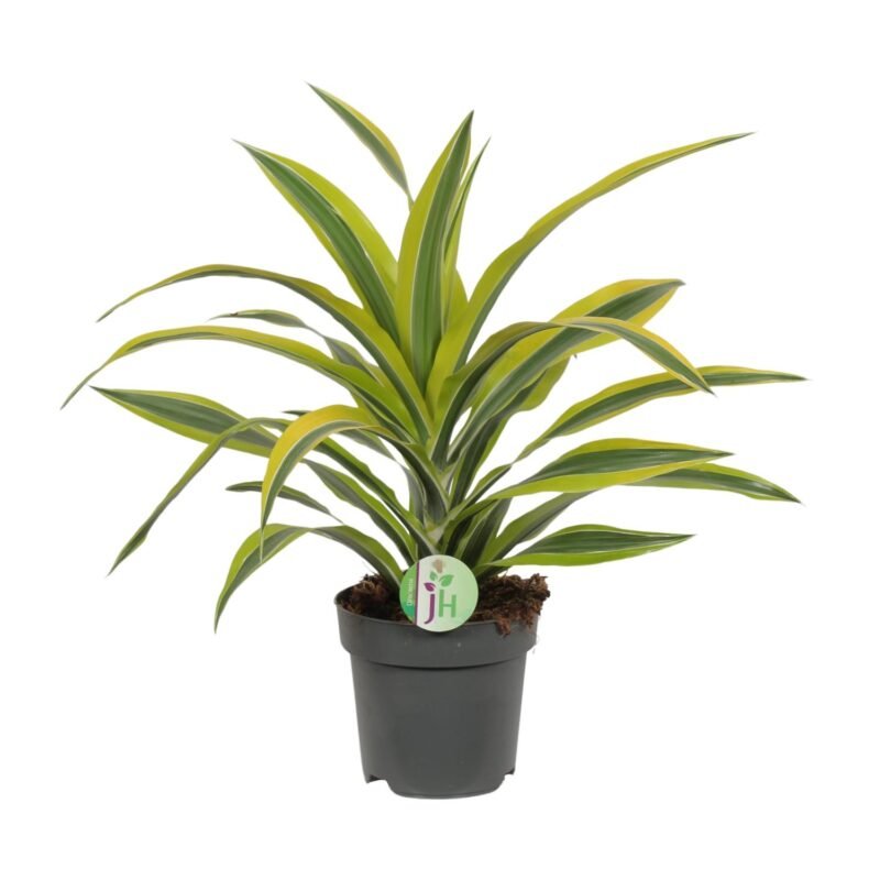 Dracaena fragrans ‘Lemon Lime’ – Drakenbloedboom Lemon Lime