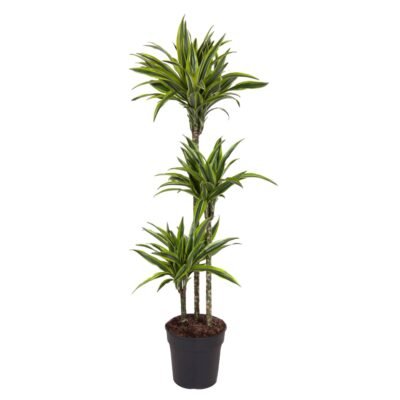 Dracaena fragrans ‘Lemon Lime’ – Drakenbloedboom Lemon Lime - 130