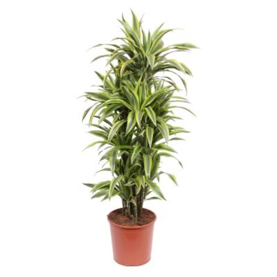 Dracaena fragrans ‘Lemon Lime’ – Drakenbloedboom Lemon Lime - 150
