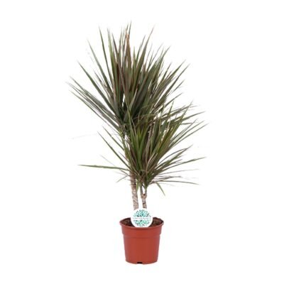 Dracaena Bicolor