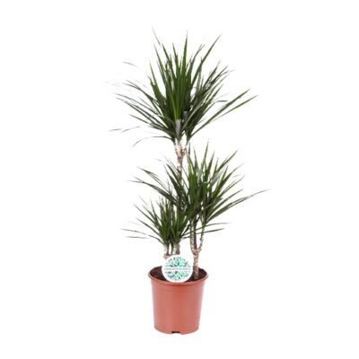 Dracaena marginata – Drakenbloedboom - 115