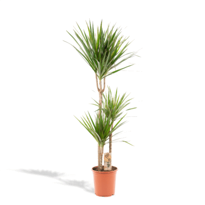 Dracaena marginata – Drakenbloedboom - 120