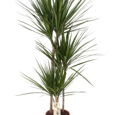 Dracaena marginata – Drakenbloedboom - 120