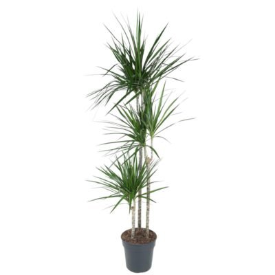 Dracaena marginata – Drakenbloedboom - 160