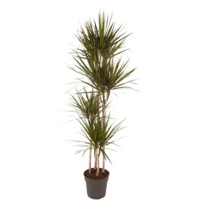 Dracaena marginata – Drakenbloedboom - 180