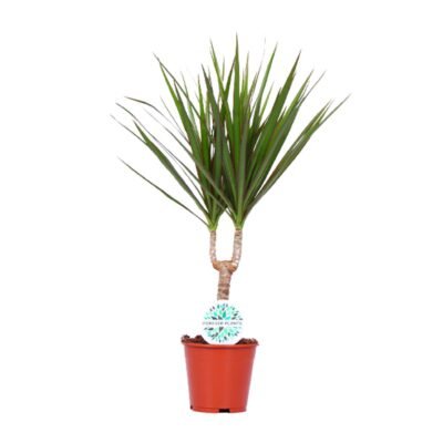 Dracaena marginata – Drakenbloedboom - 55
