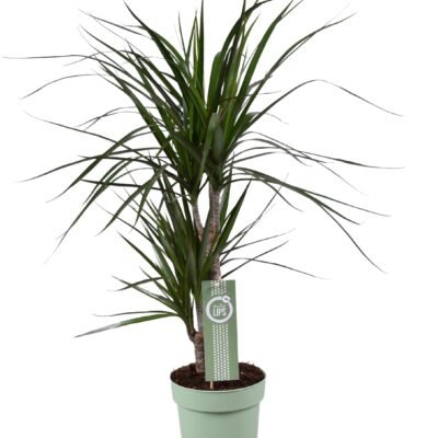 Dracaena marginata – Drakenbloedboom - 70