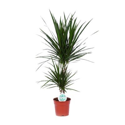 Dracaena marginata – Drakenbloedboom - 75