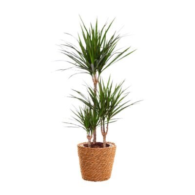 Dracaena marginata in rieten mand – Drakenbloedboom - 95