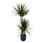 Dracaena marginata – Drakenbloedboom in Elho Vibes Fold Pot