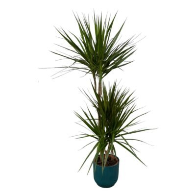 Dracaena marginata – Drakenbloedboom in Elho Vibes Fold Pot