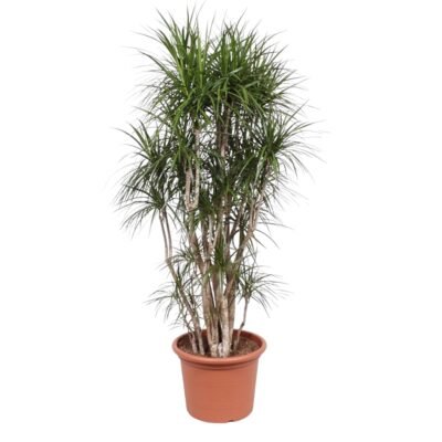 Dracaena marginata – Drakenbloedboom vertakt