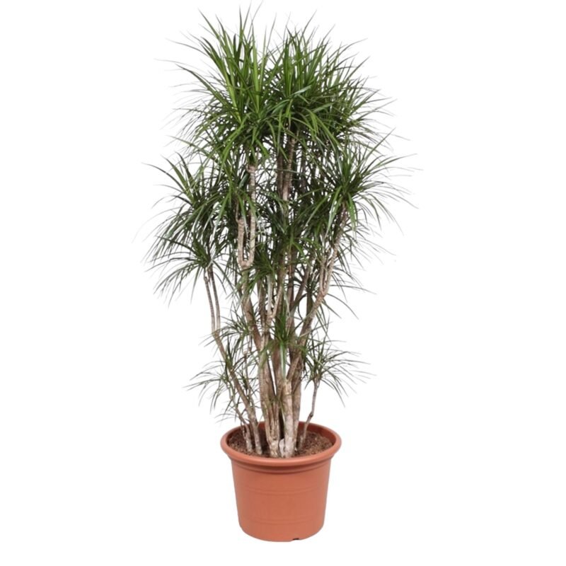 Dracaena marginata – Drakenbloedboom vertakt
