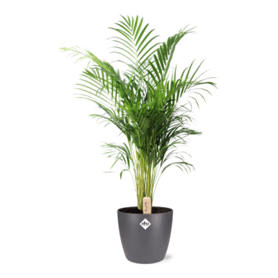 Dypsis lutescens - Goudpalm (Areca) - 110 cm + Pot Brussels antraciet