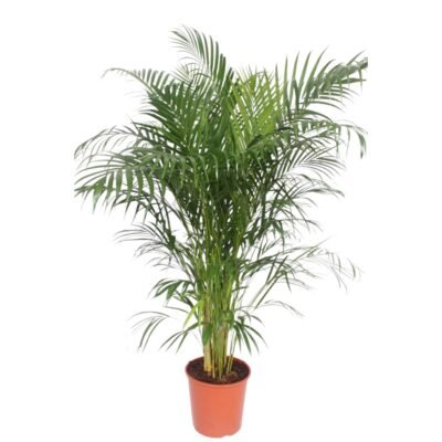Dypsis lutescens – Goudpalm (Areca) - 150
