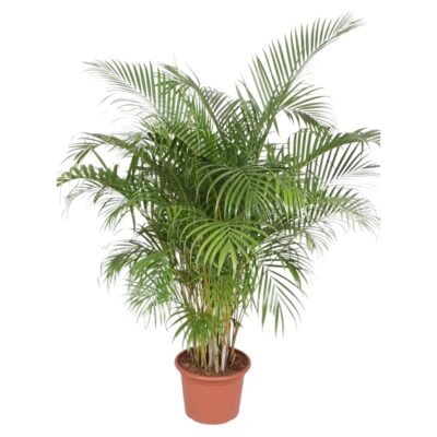 Dypsis lutescens – Goudpalm (Areca) - 200
