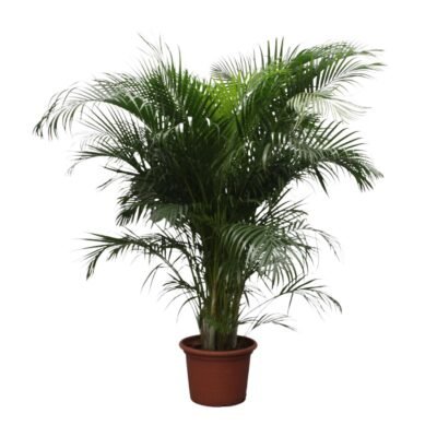 Dypsis lutescens – Goudpalm (Areca) - 230