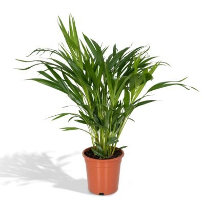 Dypsis lutescens – Goudpalm (Areca) - 60