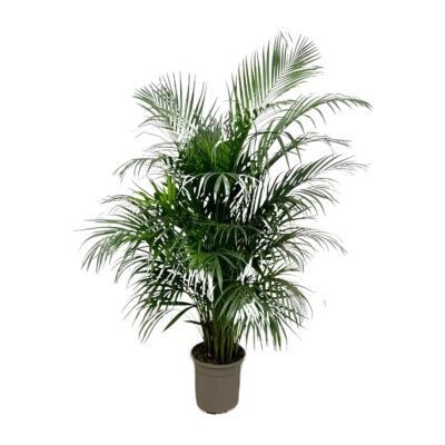 Dypsis lutescens – Goudpalm (Areca) - 150
