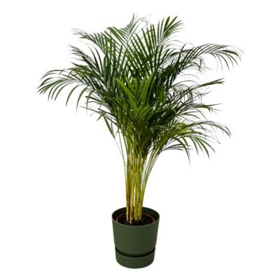 Dypsis lutescens – Goudpalm (Areca) in Elho Greenville Pot - 130 / Groen