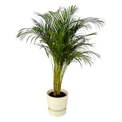 Dypsis lutescens – Goudpalm (Areca) in Elho Greenville Pot - 130 / Wit
