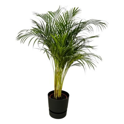 Dypsis lutescens – Goudpalm (Areca) in Elho Greenville Pot - 130 / Zwart