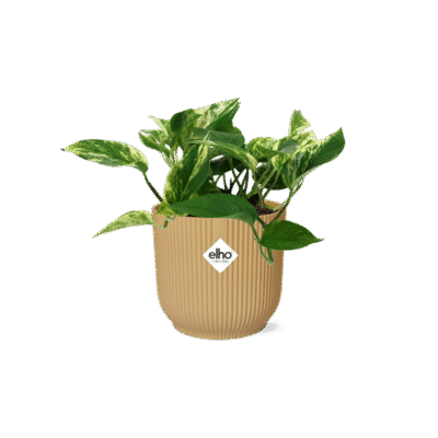 Epipremnum aureum ‘Marble Queen’ – Scindapsus Marble Queen in Elho Vibes Fold Pot - geel